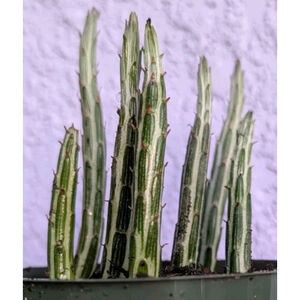 Senecio Stapeliiformis Pickle Plant Live Rooted 4" Pot Succulent Cactus Kleinia